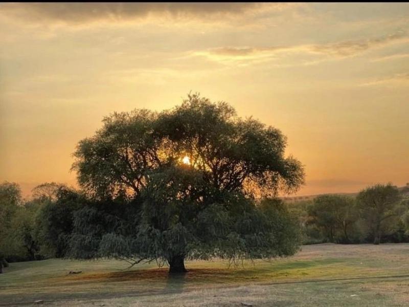 Главным деревом страны-2025 стала «бабушка Ива» из Белокалитвинского района