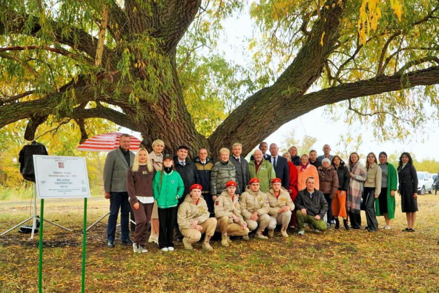 Белокалитвинская «Бабушка Ива» официально получила статус победителя Всероссийского конкурса «Российское дерево года – 2025»
