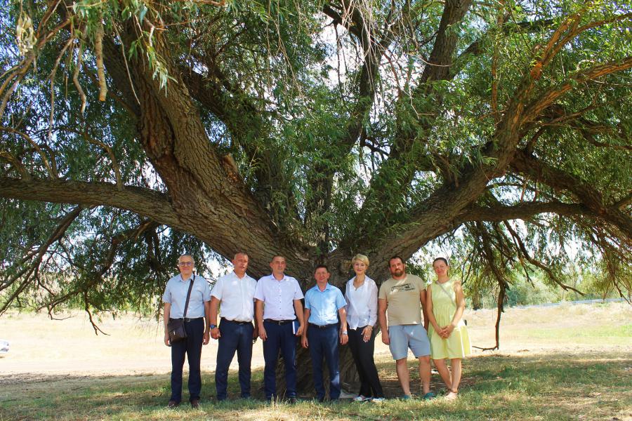 Главное дерево страны 2025 года