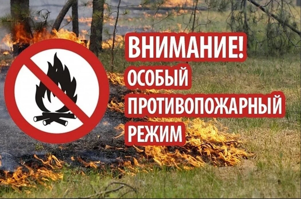 В Ростовской области введен режим ограничения пребывания граждан в лесу